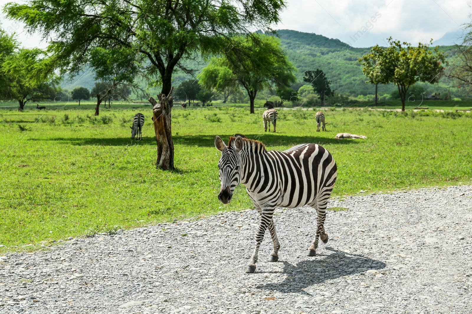 Photo of Beautiful striped African zebras in safari park