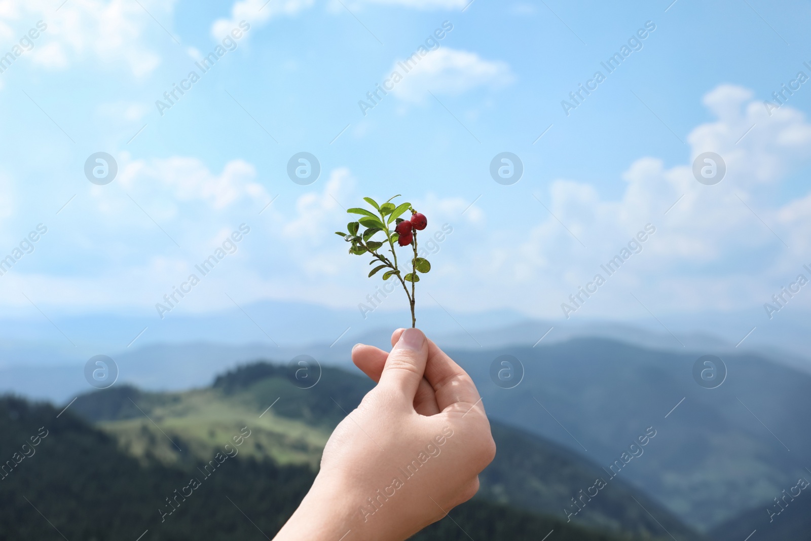 Photo of Woman holding twig with wild berries in mountains, focus on hand