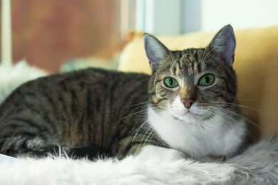 Photo of Cute cat on white faux fur rug at window sill indoors