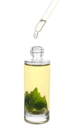 Dripping nettle oil from pipette into glass bottle with leaves on white background