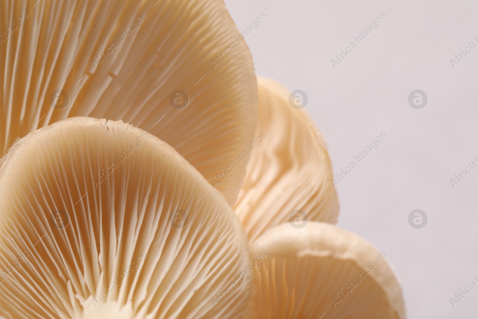 Photo of Fresh oyster mushrooms on light background, macro view