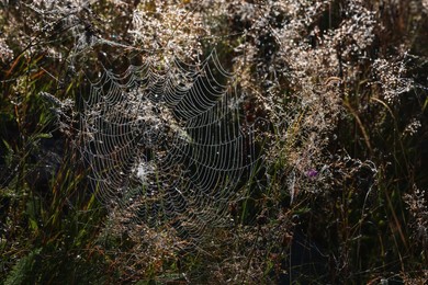 Photo of Beautiful cobweb with dew drops on grass in morning