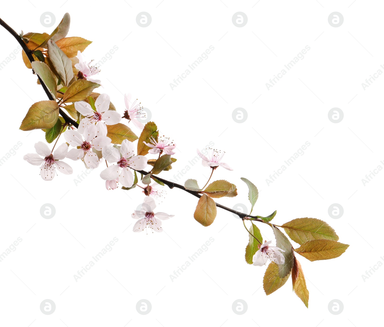 Photo of Beautiful blossoming branch on white background