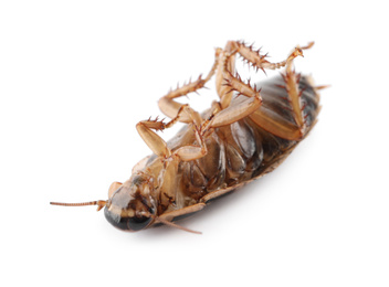 Photo of Dead brown cockroach isolated on white, closeup. Pest control