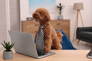 Photo of Cute Maltipoo dog wearing checkered tie at desk with laptop and green houseplant in room. Lovely pet