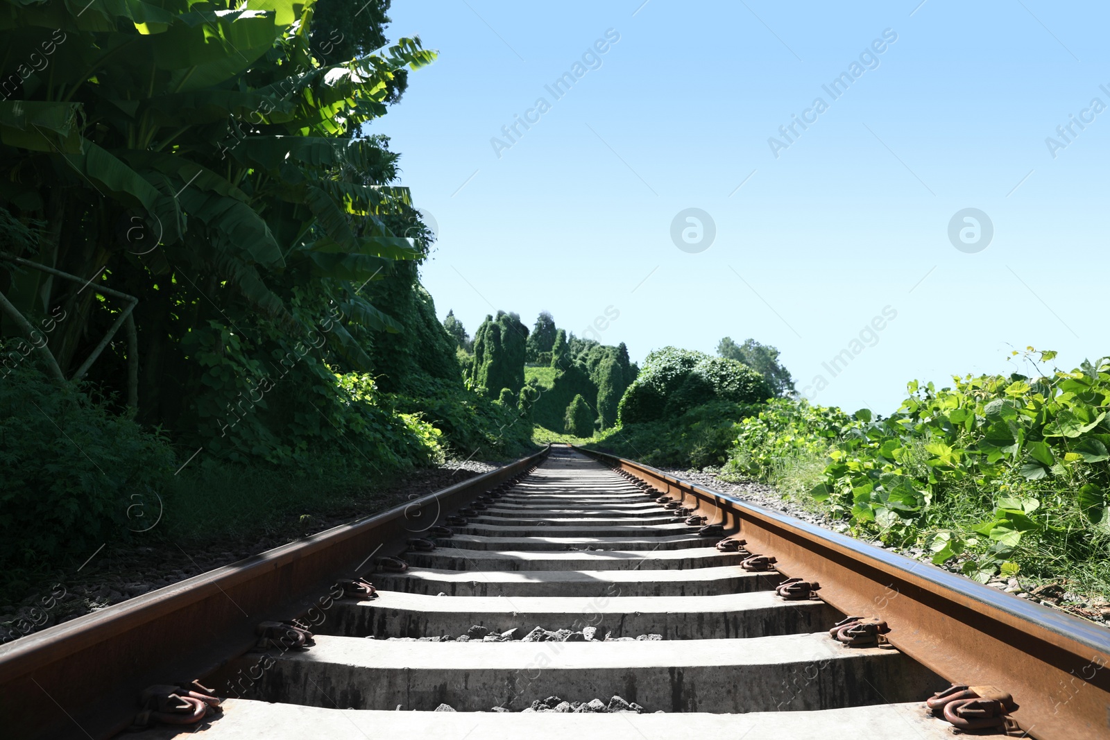 Photo of Modern railway line among plants in countryside