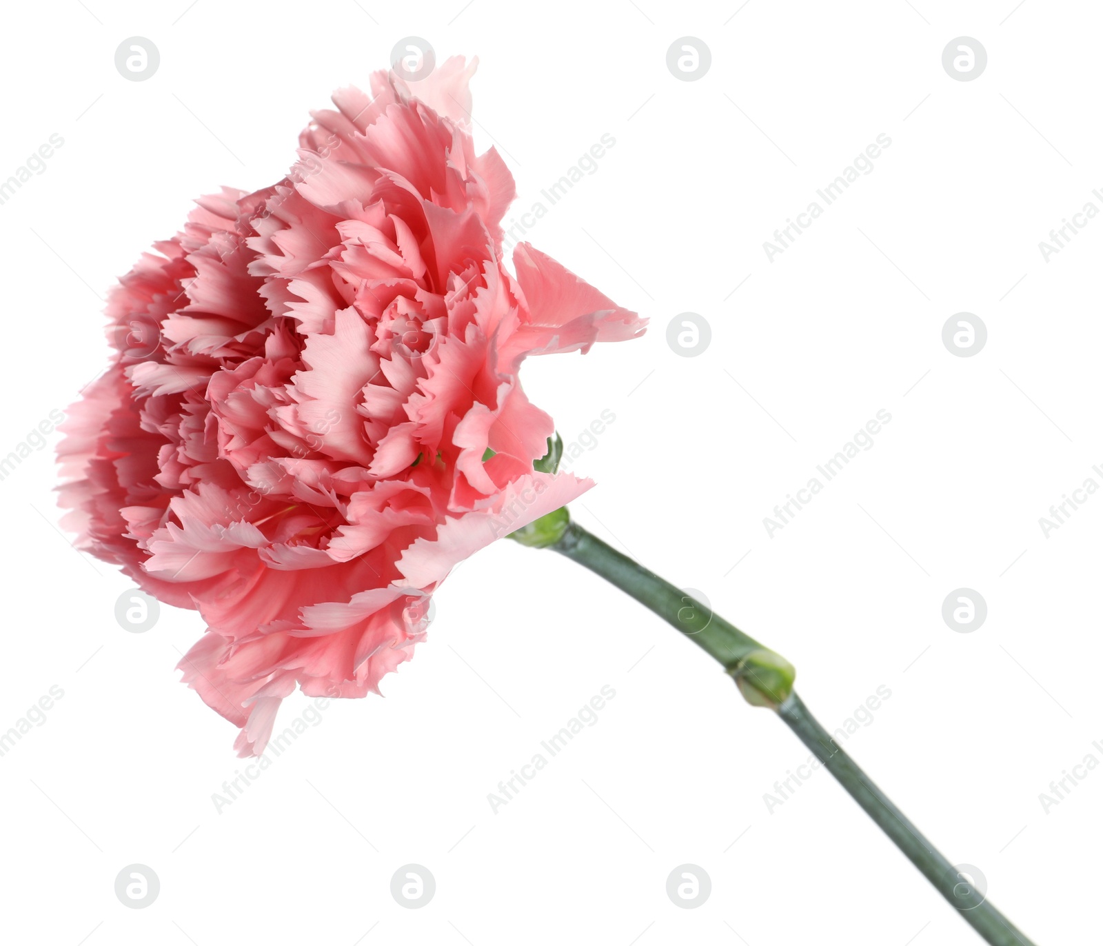 Photo of Beautiful pink carnation flower isolated on white