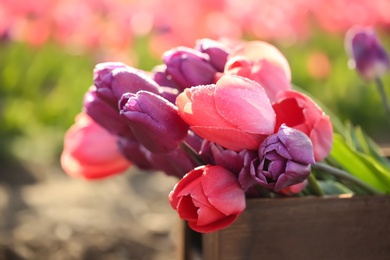 Wooden crate with blossoming tulips in field on sunny spring day