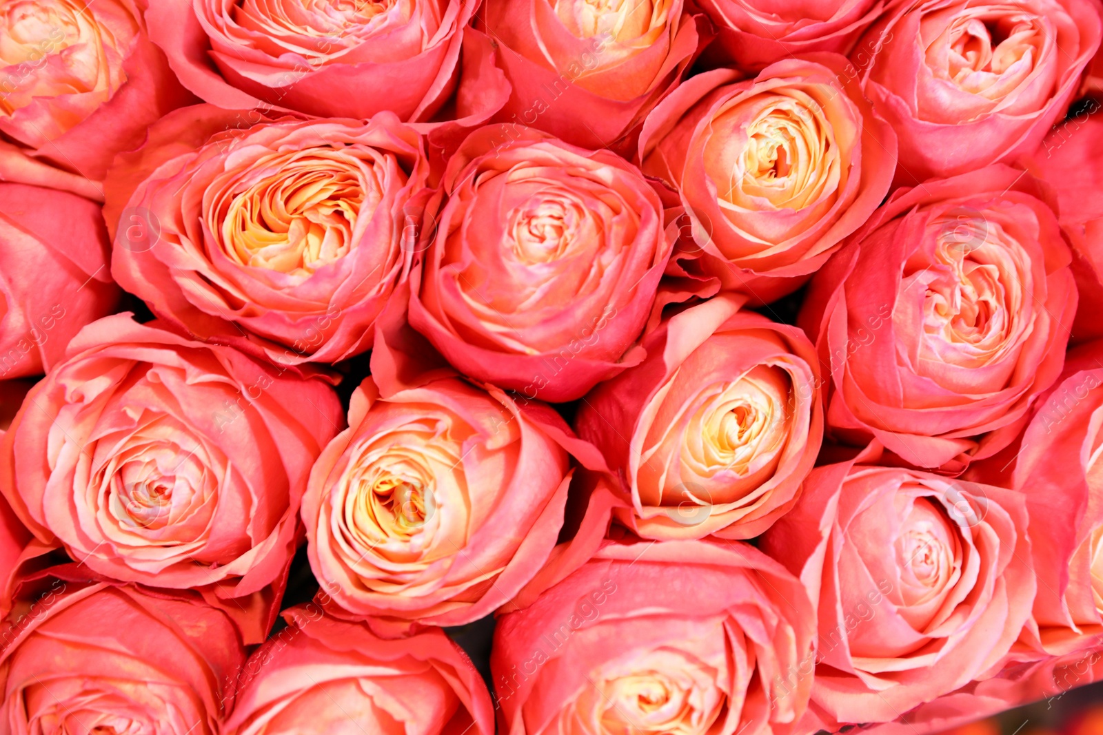 Photo of Beautiful fresh bright roses as background, closeup. Floral decor