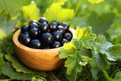 Photo of Ripe blackcurrants in bowl among green leaves outdoors, closeup. Space for text