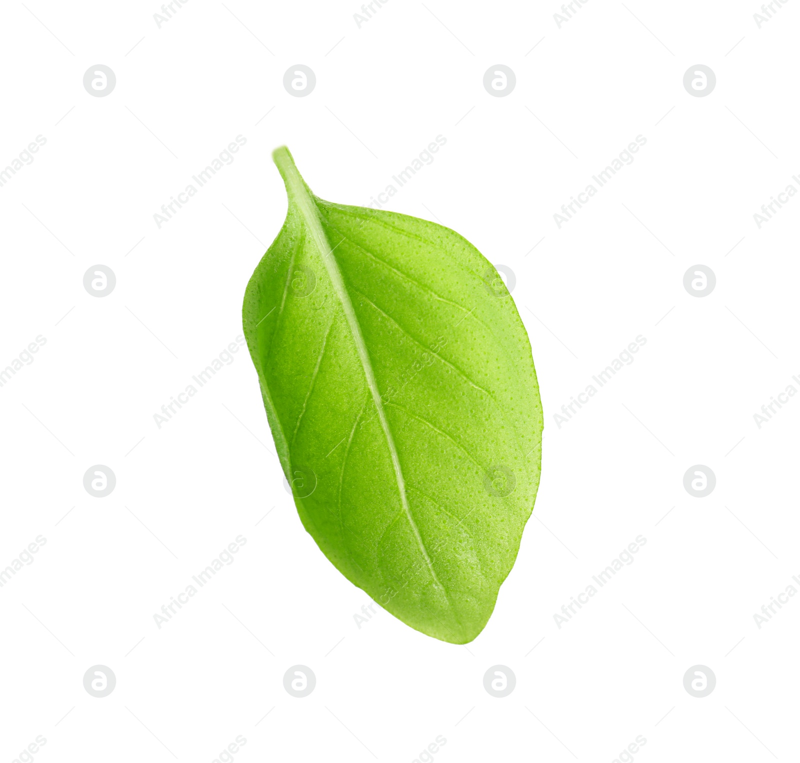 Photo of Fresh green basil leaf on white background