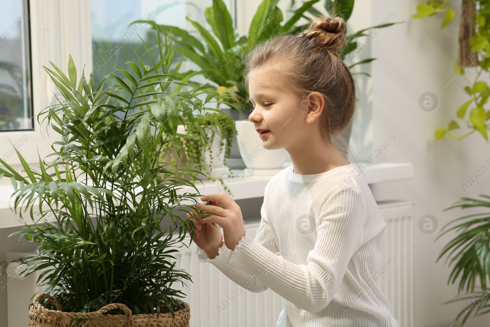Photo of Cute little girl taking care of beautiful green plant at home. House decor