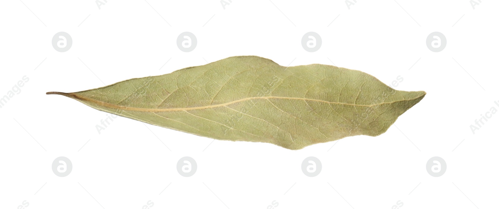 Photo of One aromatic bay leaf isolated on white