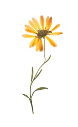 Wild dried meadow flower on white background