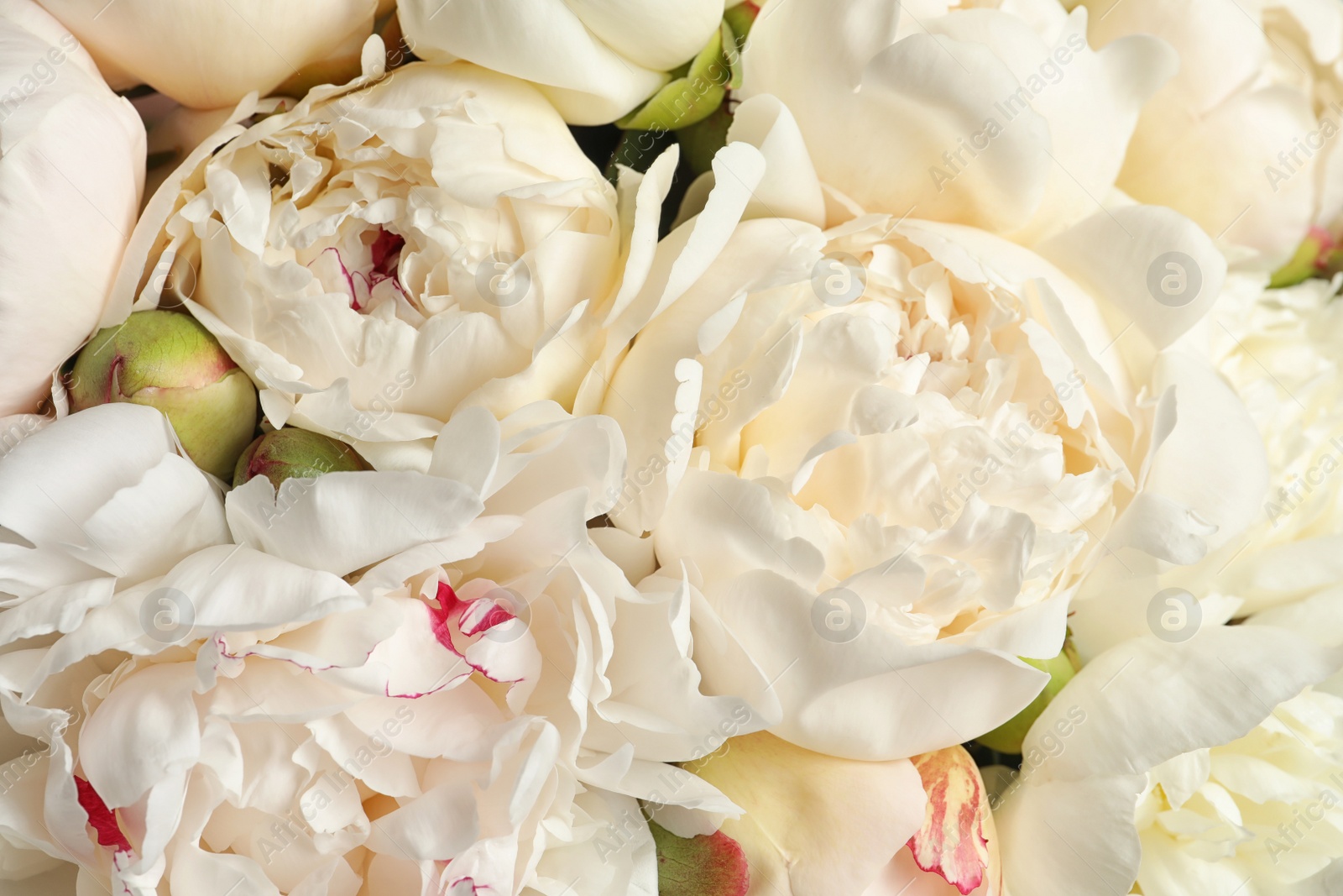 Photo of Fragrant peonies as background, closeup view. Beautiful spring flowers