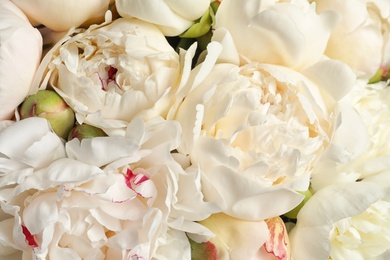 Photo of Fragrant peonies as background, closeup view. Beautiful spring flowers