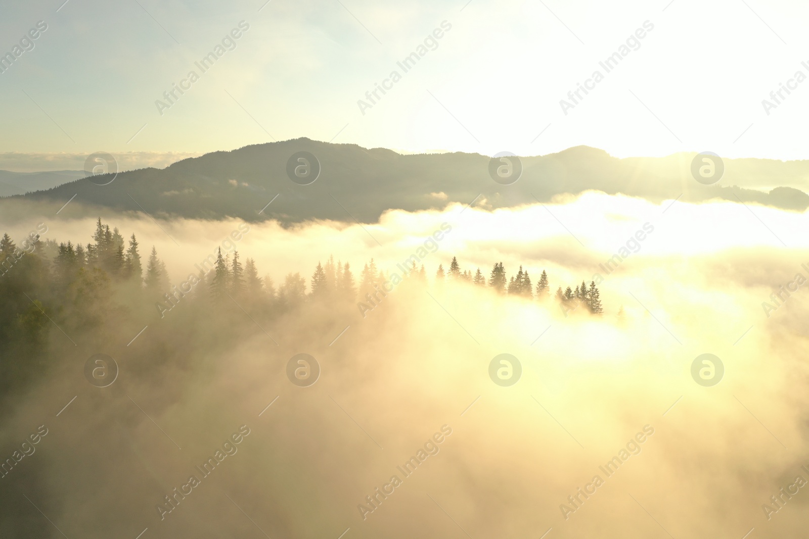 Photo of Aerial view of beautiful conifer trees in mountains covered with fog at sunrise