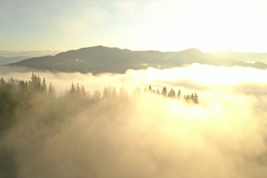 Photo of Aerial view of beautiful conifer trees in mountains covered with fog at sunrise