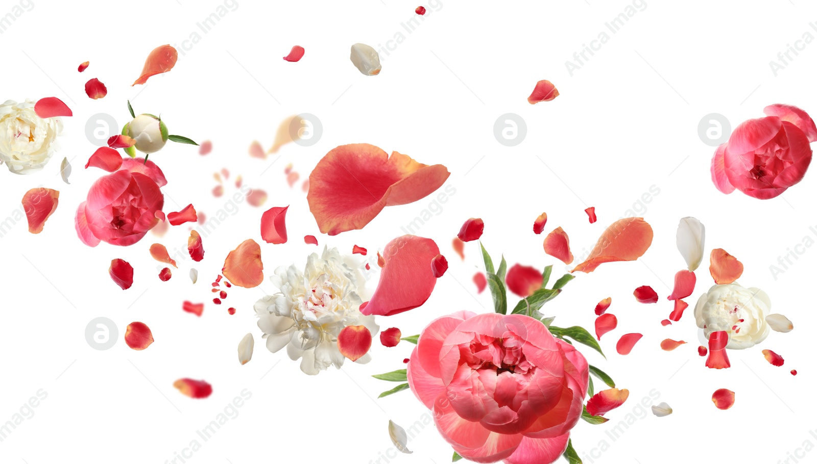 Image of Beautiful flowers and petals flying on white background. Banner design