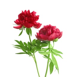 Photo of Beautiful blooming peony flowers on white background