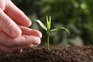 Woman protecting young green seedling in soil against blurred background, closeup