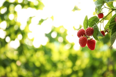 Photo of Raspberry bush with tasty ripe berries in garden, closeup