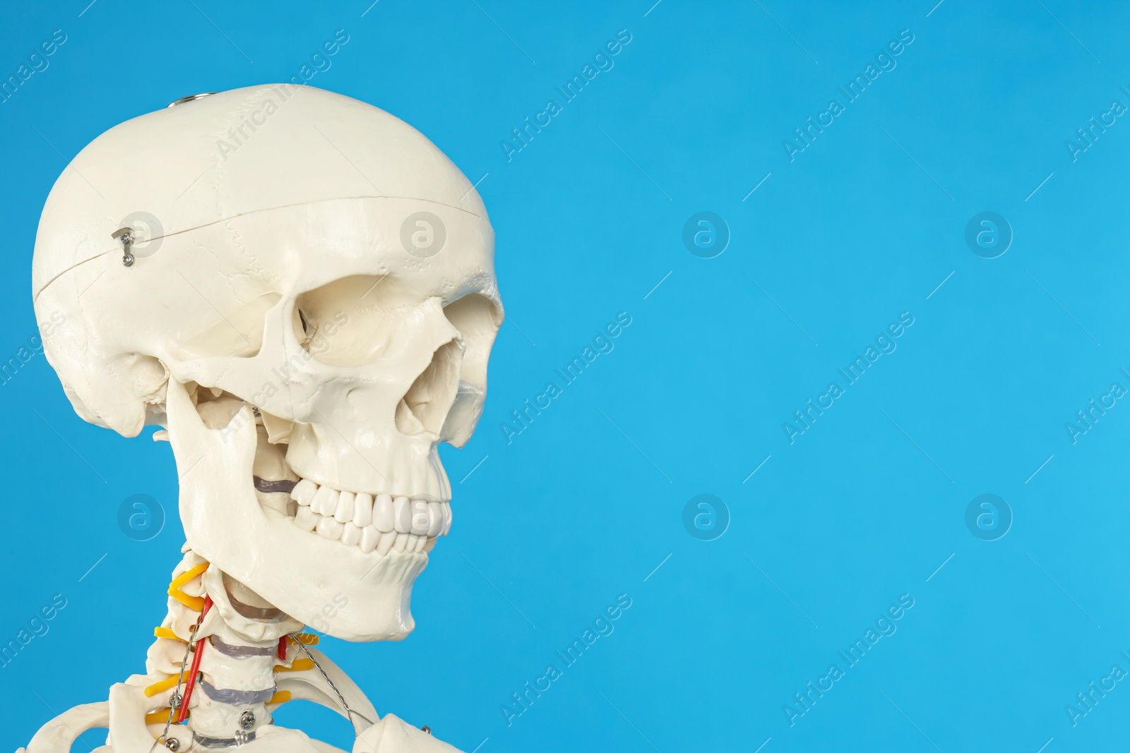 Photo of Artificial human skeleton model on blue background, closeup. Space for text