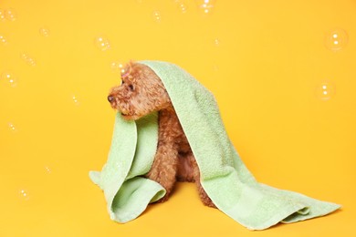 Photo of Cute Maltipoo dog wrapped in towel and soap bubbles on orange background