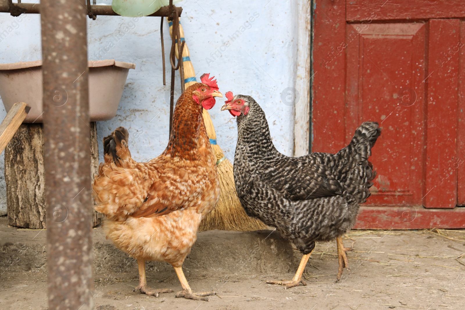 Photo of Beautiful colorful chickens in yard. Domestic animal