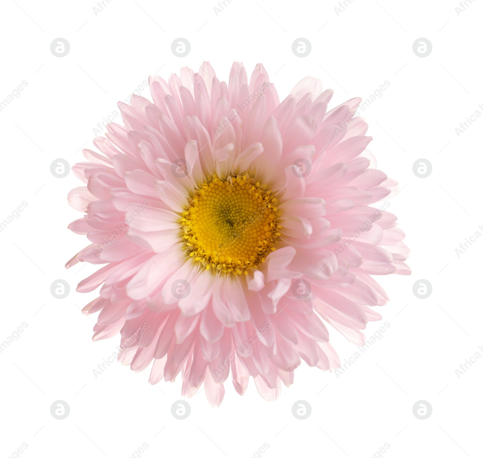 Photo of Beautiful bright aster flower on white background, top view