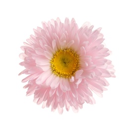 Beautiful bright aster flower on white background, top view