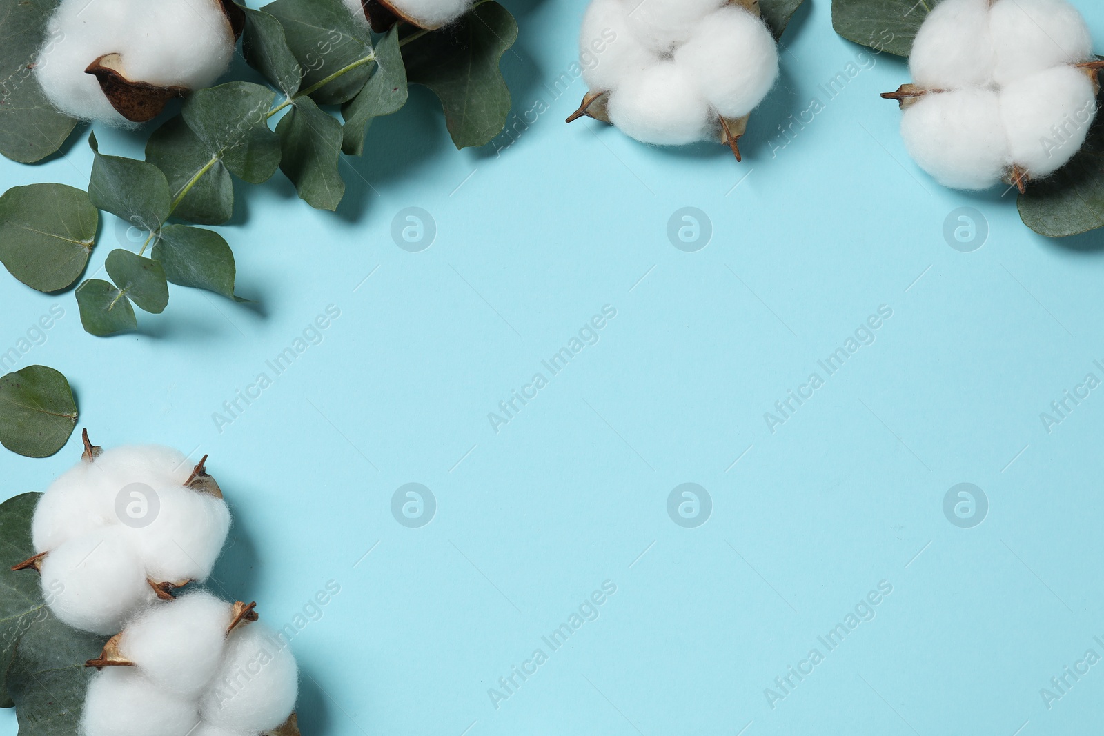 Photo of Cotton flowers and eucalyptus leaves on light blue background, flat lay. Space for text