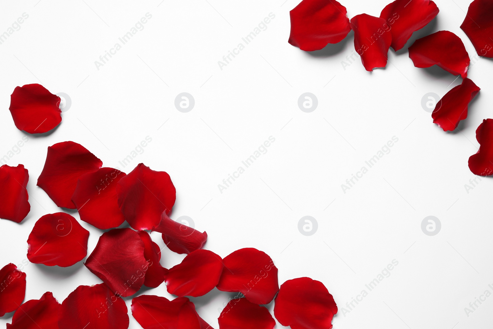 Photo of Beautiful red rose petals on white background, top view