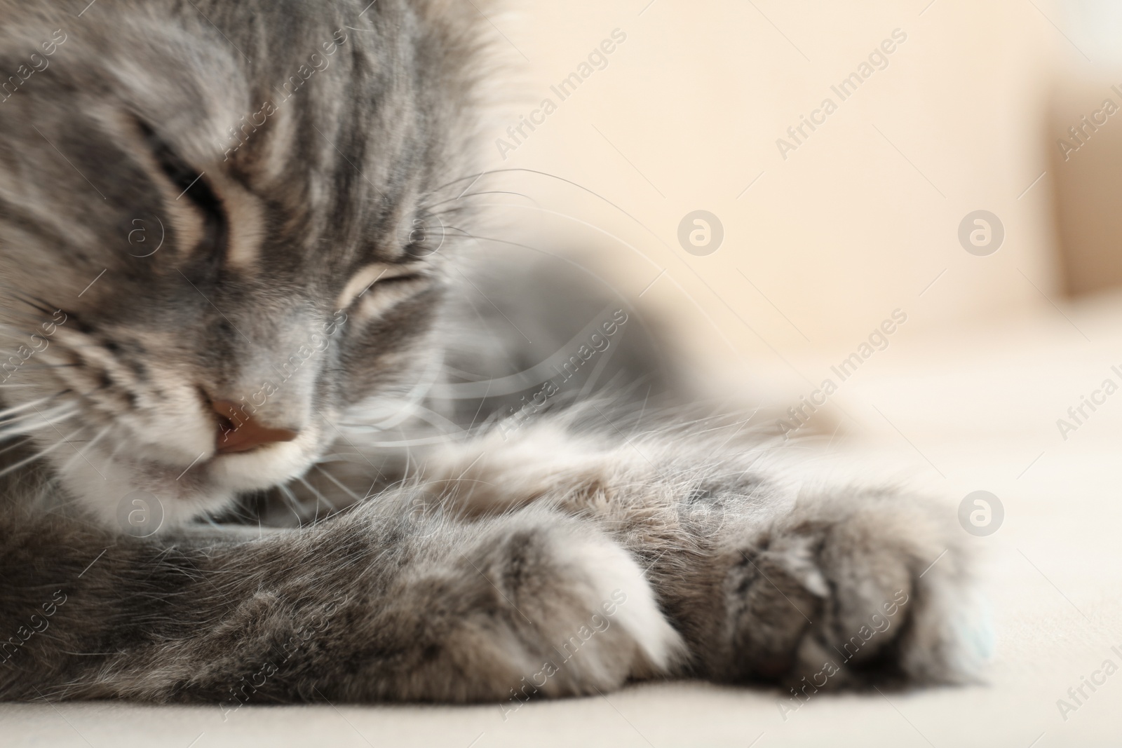 Photo of Adorable Maine Coon cat on couch at home. Space for text