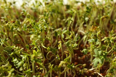 Photo of Growing microgreen. Many sprouted arugula seeds, closeup