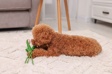 Photo of Cute Maltipoo dog with bouquet of beautiful tulips at home. Lovely pet