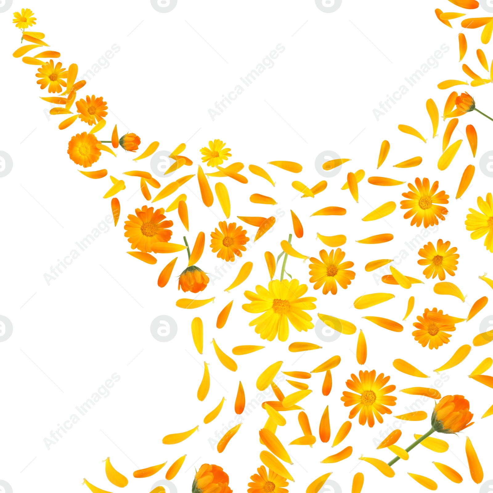 Image of Beautiful calendula flowers and petals falling on white background