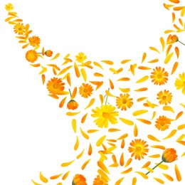 Beautiful calendula flowers and petals falling on white background