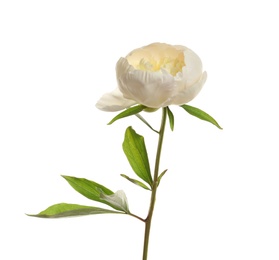 Photo of Fragrant peony on white background. Beautiful spring flower