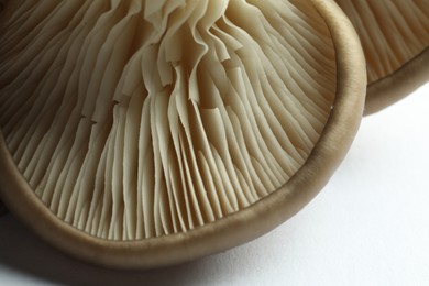 Photo of Fresh oyster mushrooms on white background, macro view