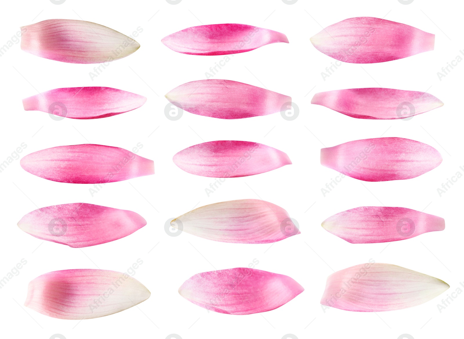 Image of Set of beautiful pink lotus flower petals on white background 