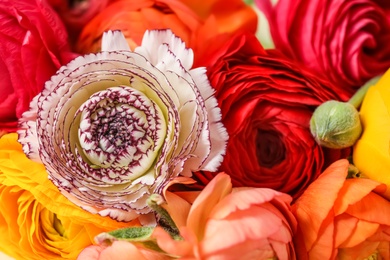 Beautiful delicate spring ranunculus flowers as background