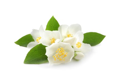 Beautiful flowers of jasmine plant with leaves on white background