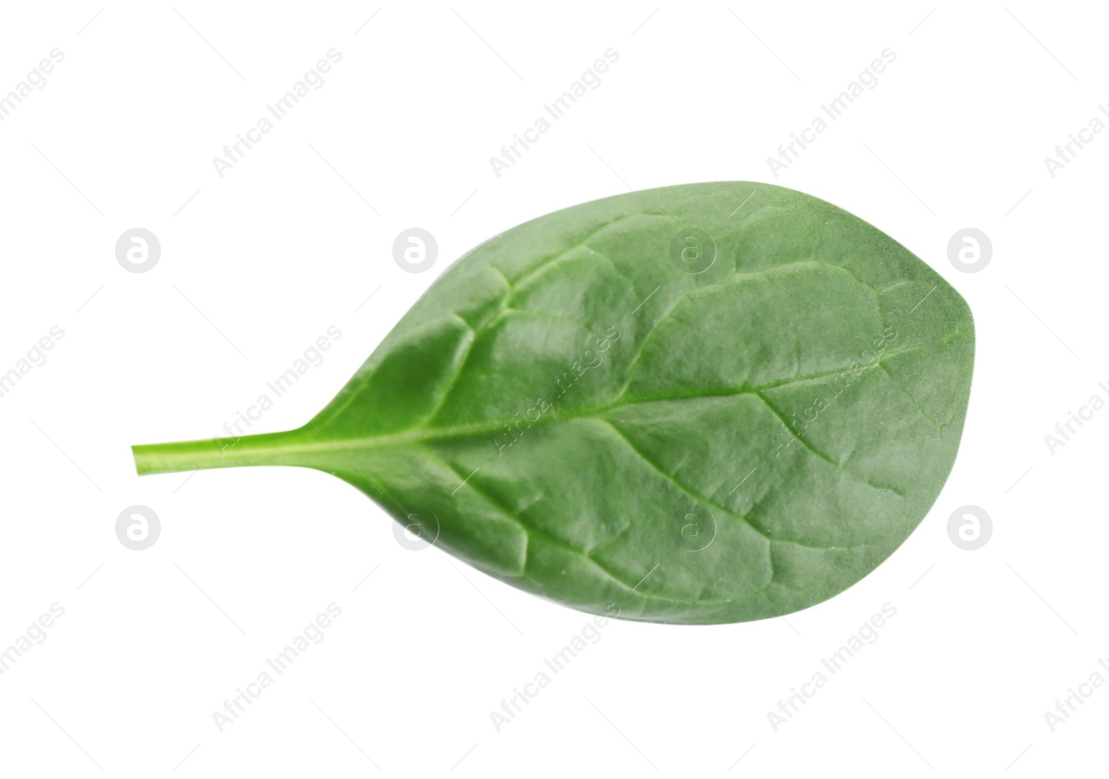 Photo of Fresh green leaf of healthy baby spinach on white background