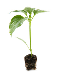 Fresh green pepper seedling isolated on white