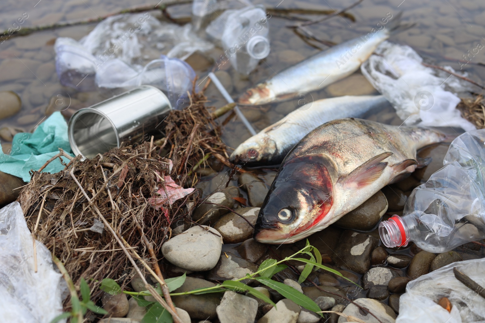 Photo of Dead fishes among trash near river. Environmental pollution concept