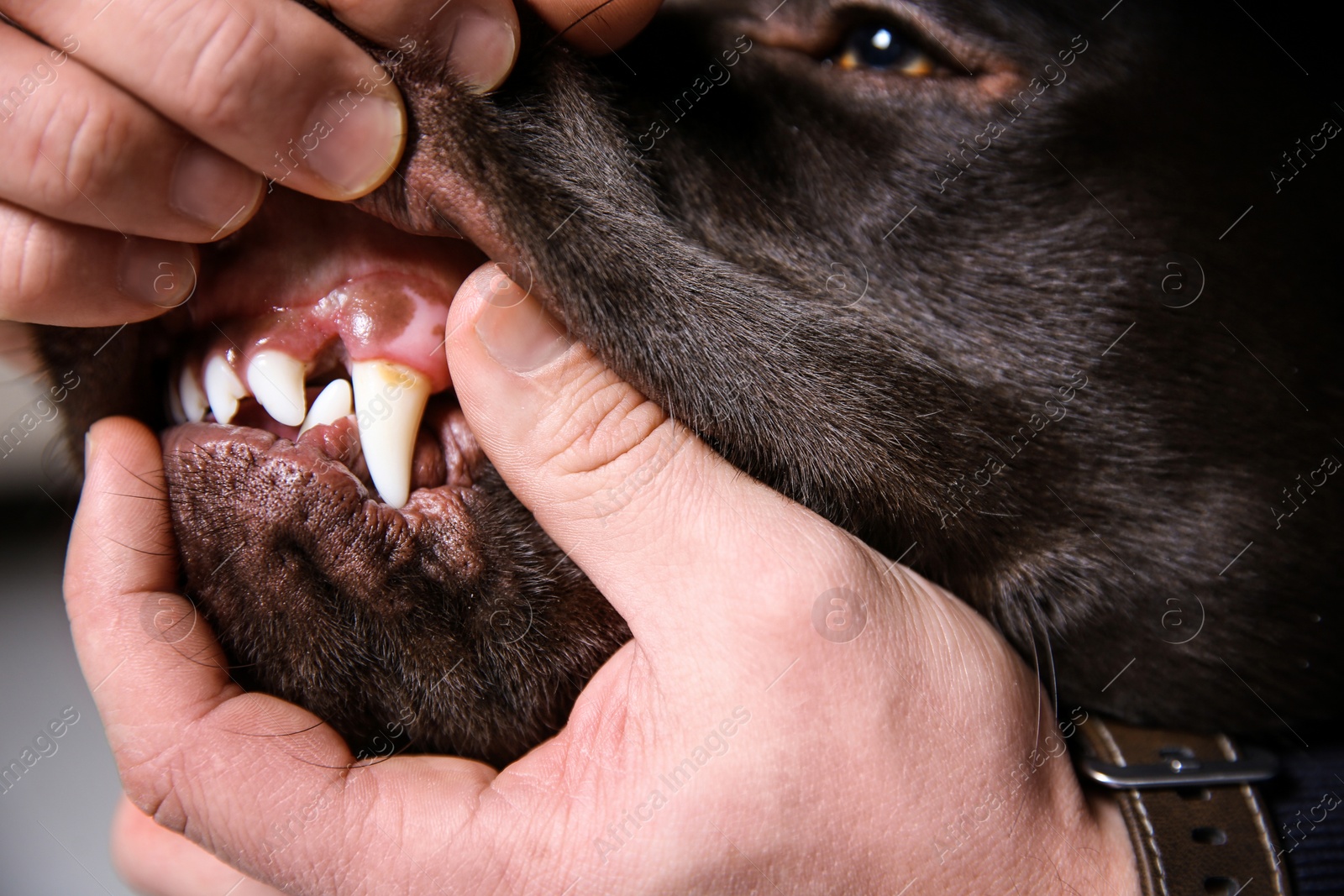 Photo of Man checking dog's teeth indoors, closeup. Pet care