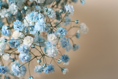 Photo of Beautiful gypsophila flowers on beige background, closeup. Space for text