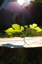 Green seedling growing out of stump outdoors on sunny day. New life concept