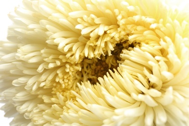 Photo of Beautiful white aster as background, closeup. Autumn flower